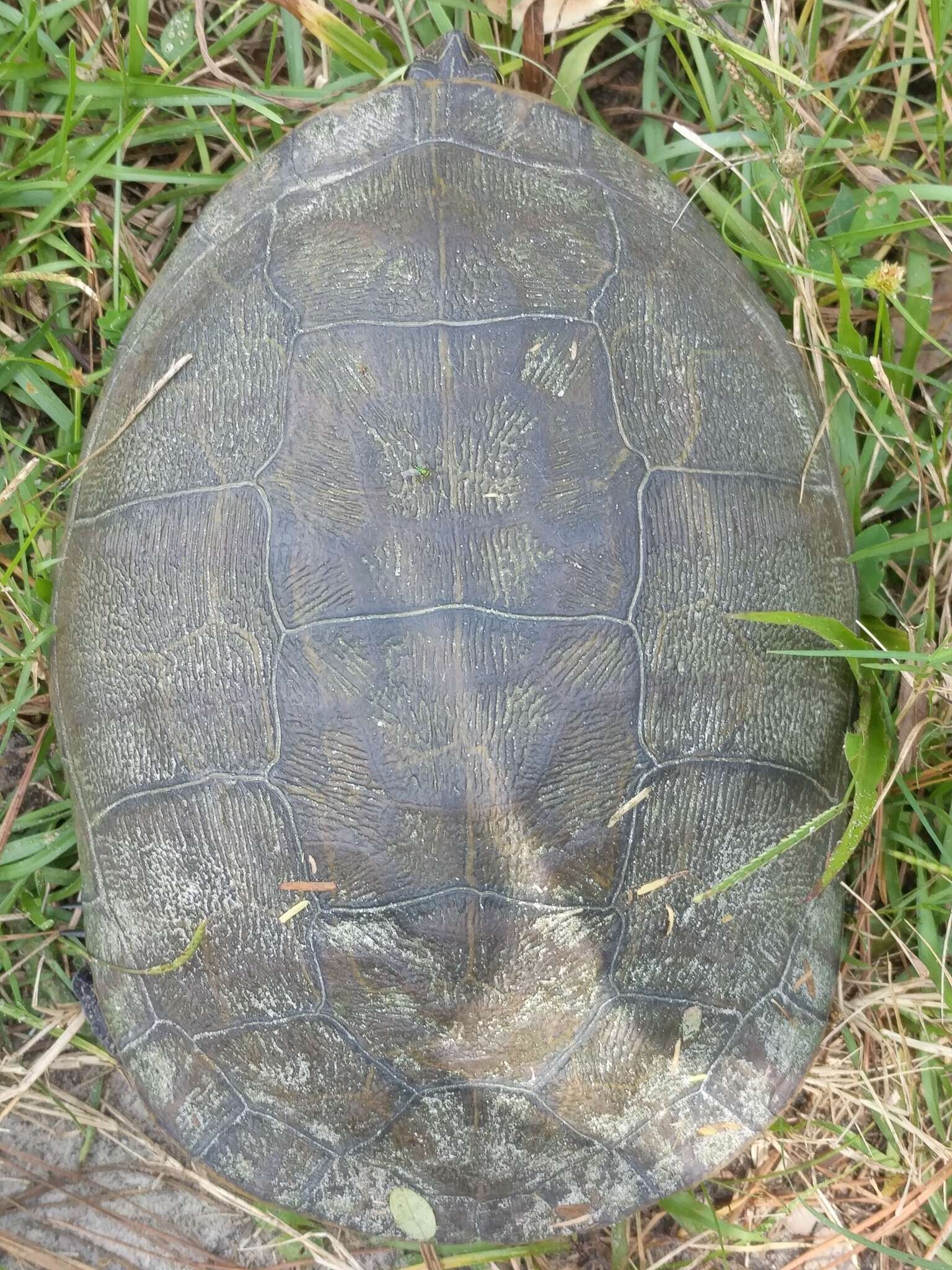 Imagem de Deirochelys reticularia chrysea Schwartz 1956