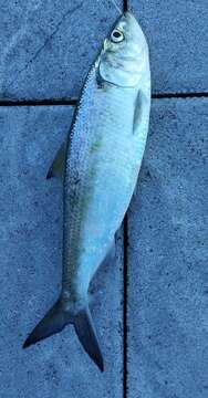 Image of Skipjack Herring