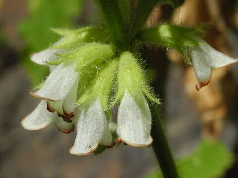 صورة Sideritis infernalis Bolle