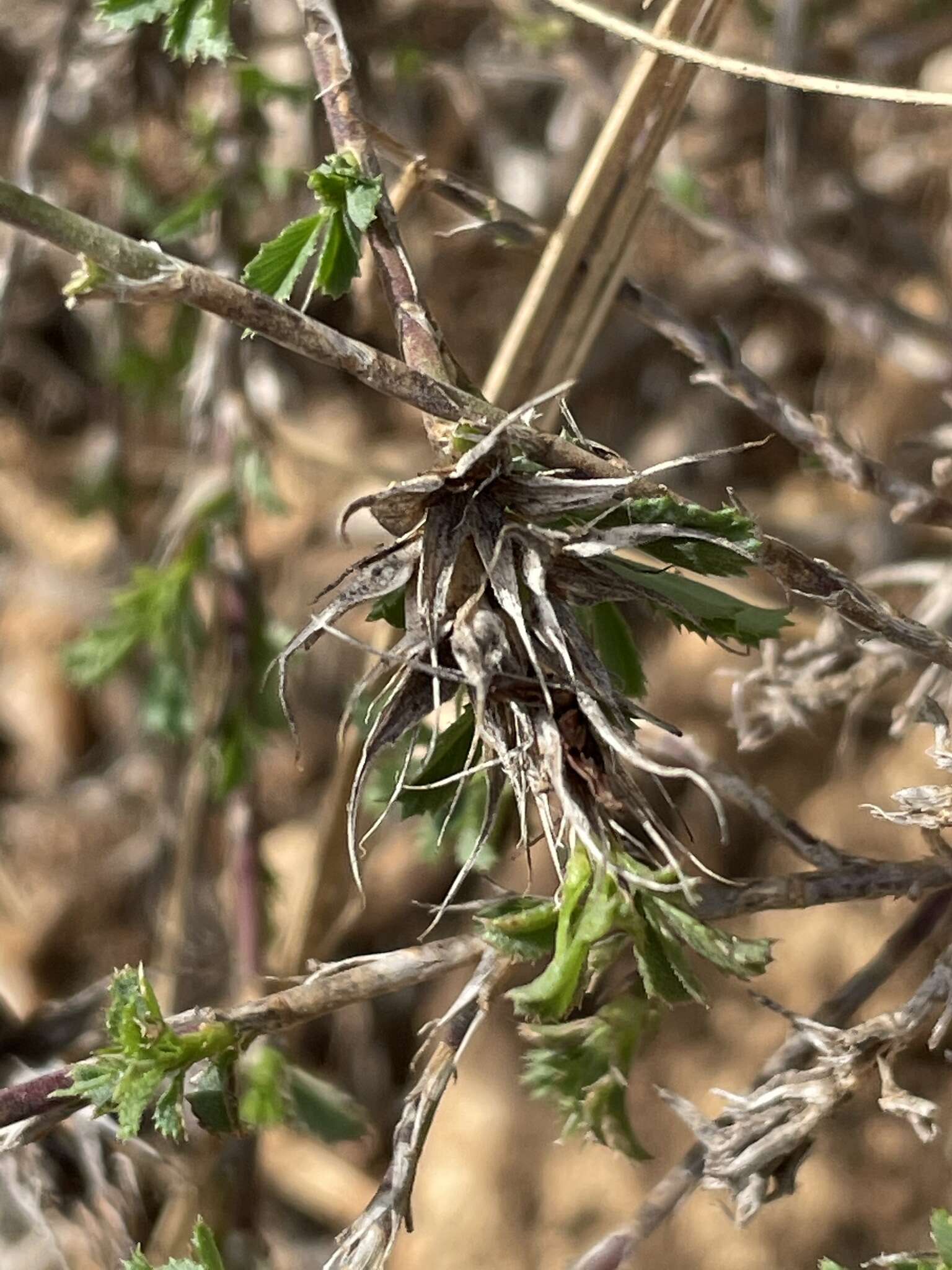 Image of Ononis minutissima L.