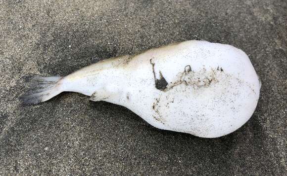 Image of Hong Kong Pufferfish