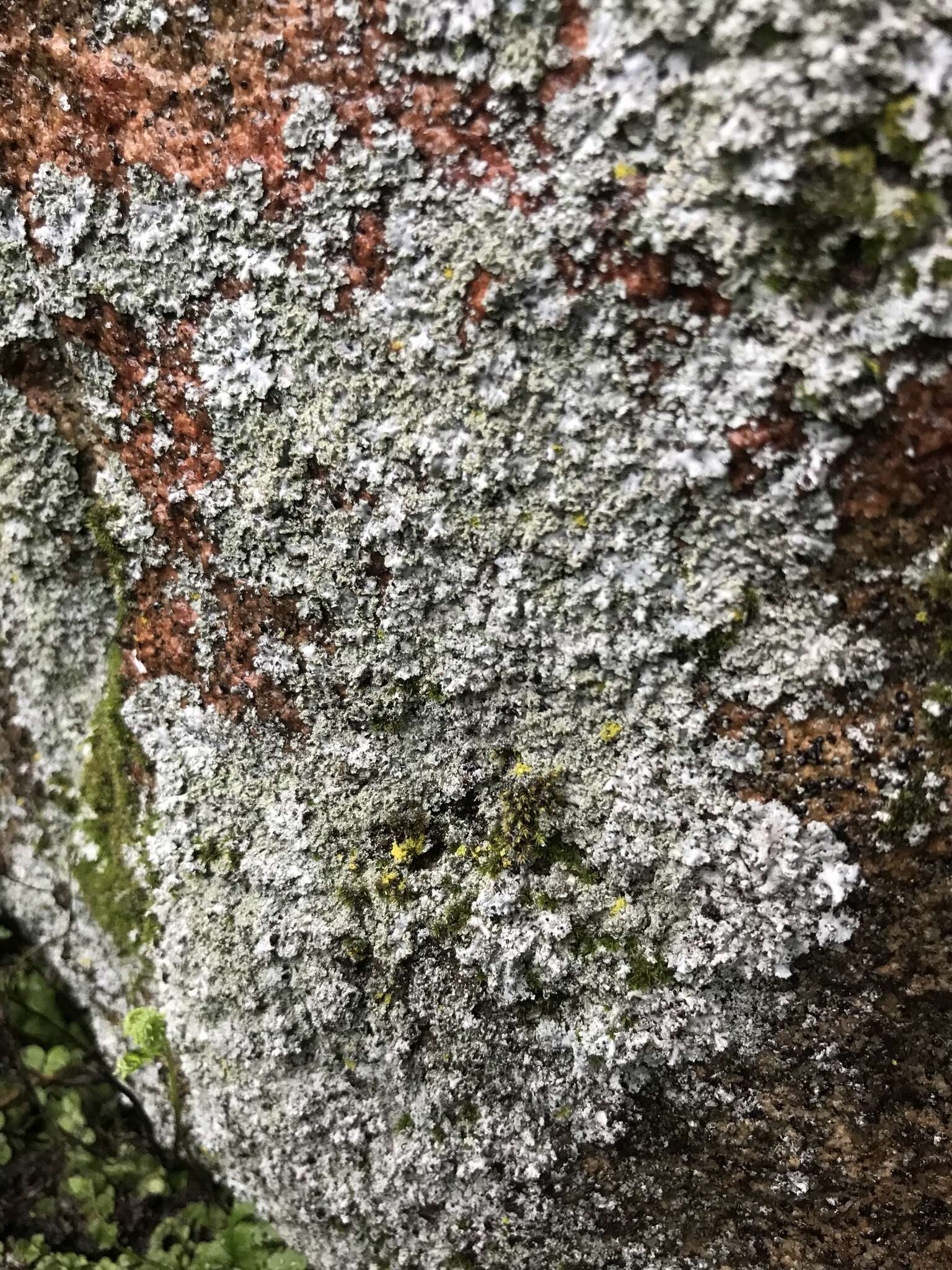 Image de Phaeophyscia hirsuta (Mereschk.) Essl.