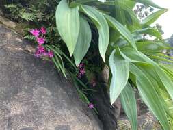 Image of Hesperantha curvula Hilliard & B. L. Burtt