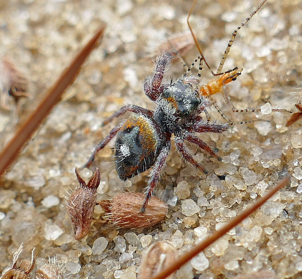 Image of Phidippus princeps pulcherrimus Keyserling 1885