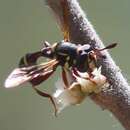 Image of Polybiomyia townsendi