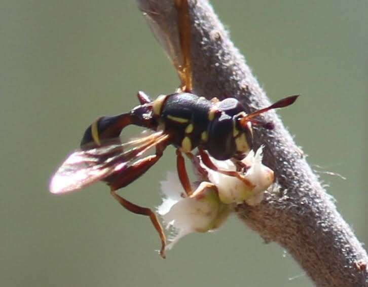 Imagem de Polybiomyia townsendi