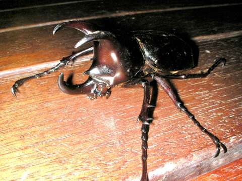 Image de Chalcosoma moellenkampi Kolbe 1900