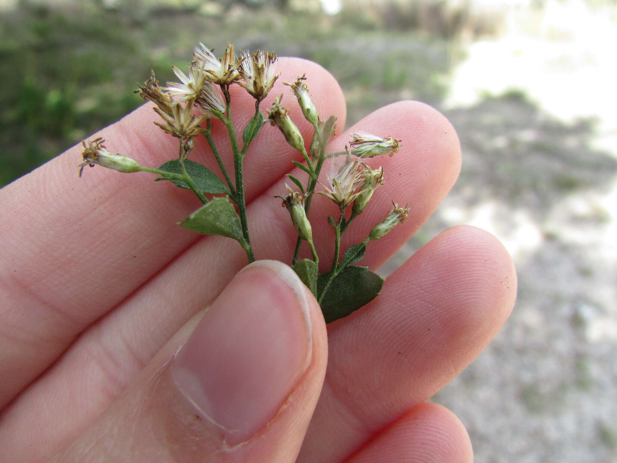 Image of Baccharis mexicana Cuatrec.