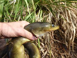 Image of African longfin eel