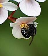 Image of Colletes granpiedrensis Genaro 2001