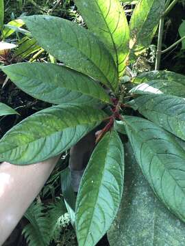 Image of Columnea inaequilatera Poepp.