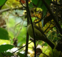 Image of Cachar Bulbul