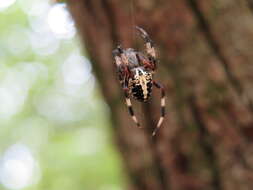 Image of Spotted Orbweaver