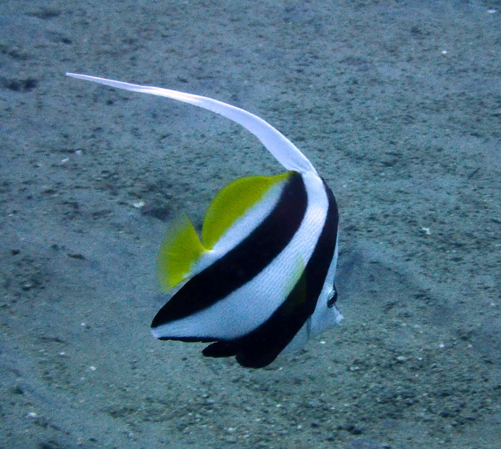 Image of Bannerfish