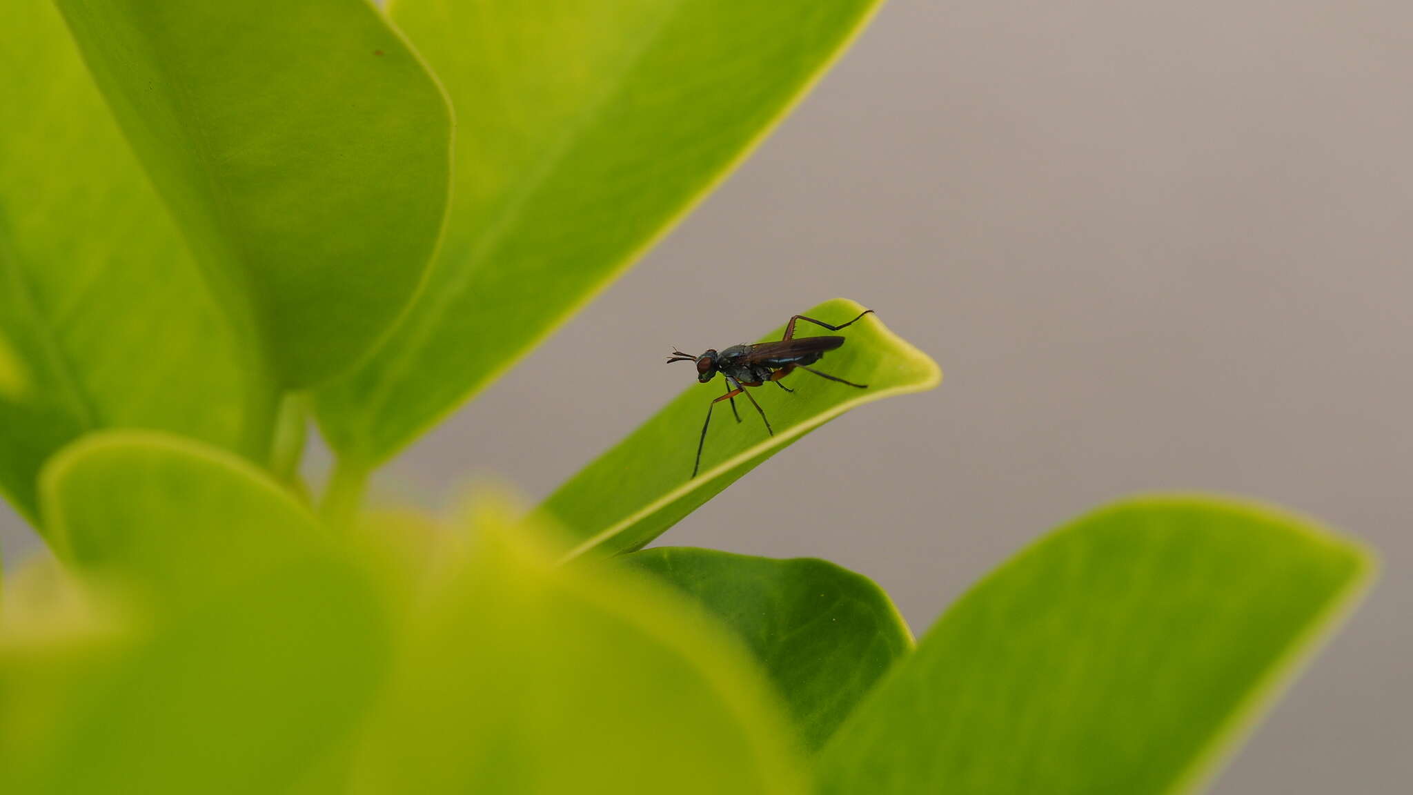 Image of Marsh fly