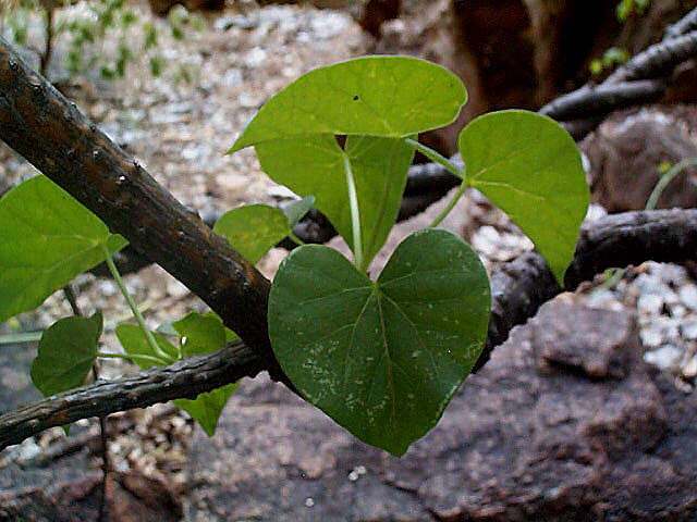 Image of Tinospora fragosa (Verdoorn) Verdoorn & Troupin