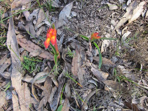 Imagem de Anigozanthos humilis Lindl.