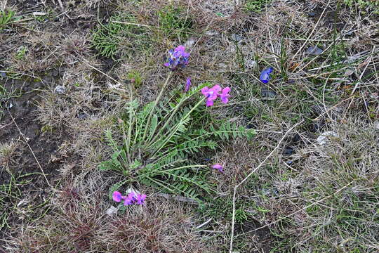 Image of Oxytropis arctica subsp. taimyrensis