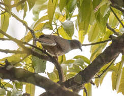 Image of Phapitreron leucotis nigrorum (Sharpe 1877)