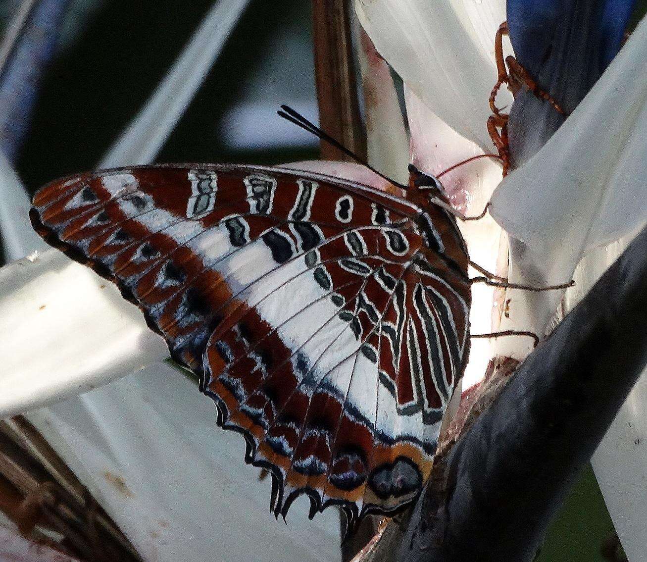 Charaxes brutus natalensis Staudinger 1886的圖片