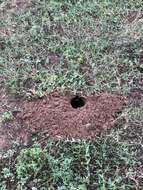 Image of Texas Pocket Gopher