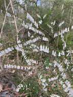 Image of Leucopogon fletcheri Maiden & Betche