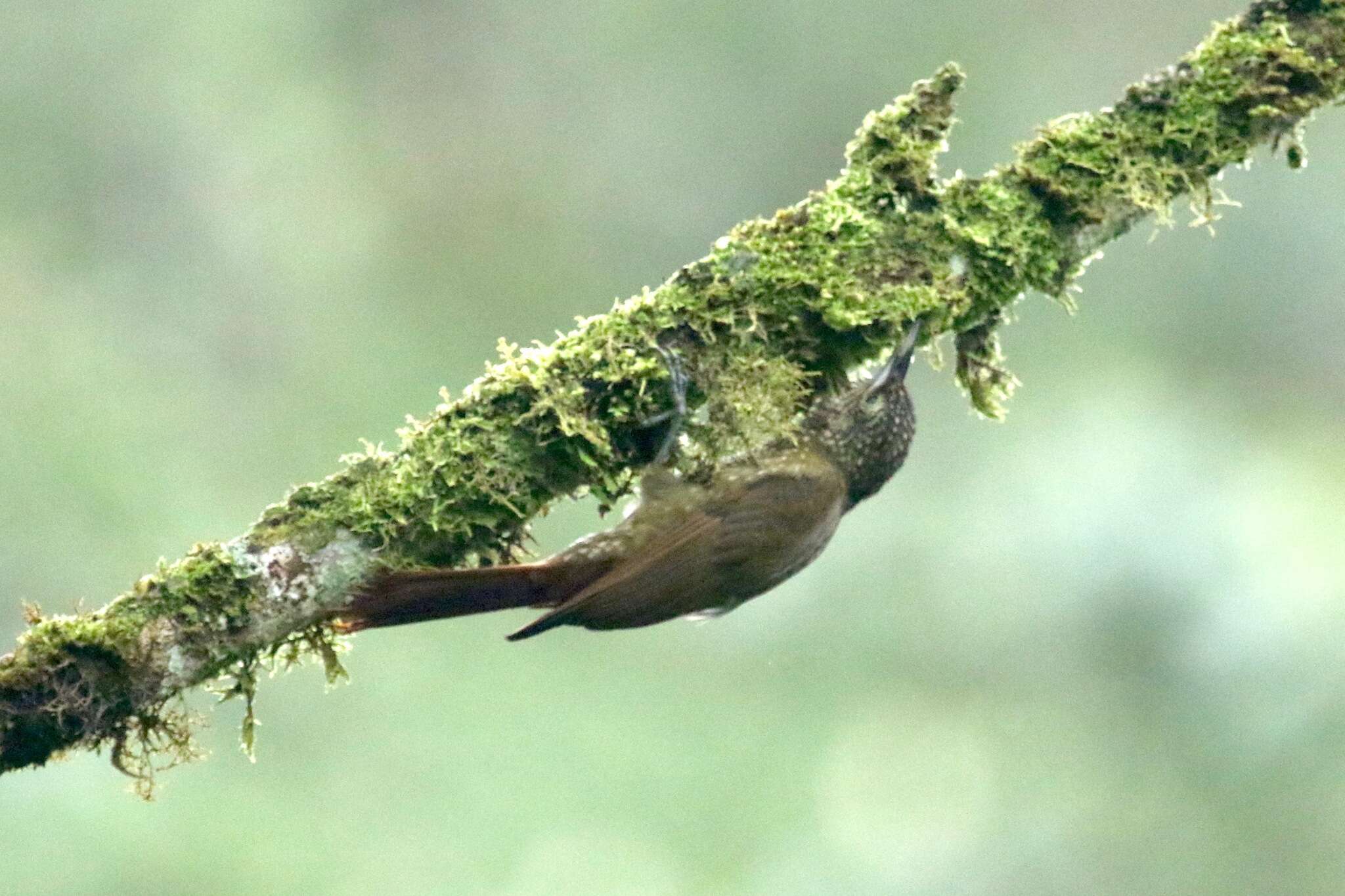 Imagem de Xiphorhynchus triangularis (Lafresnaye 1842)