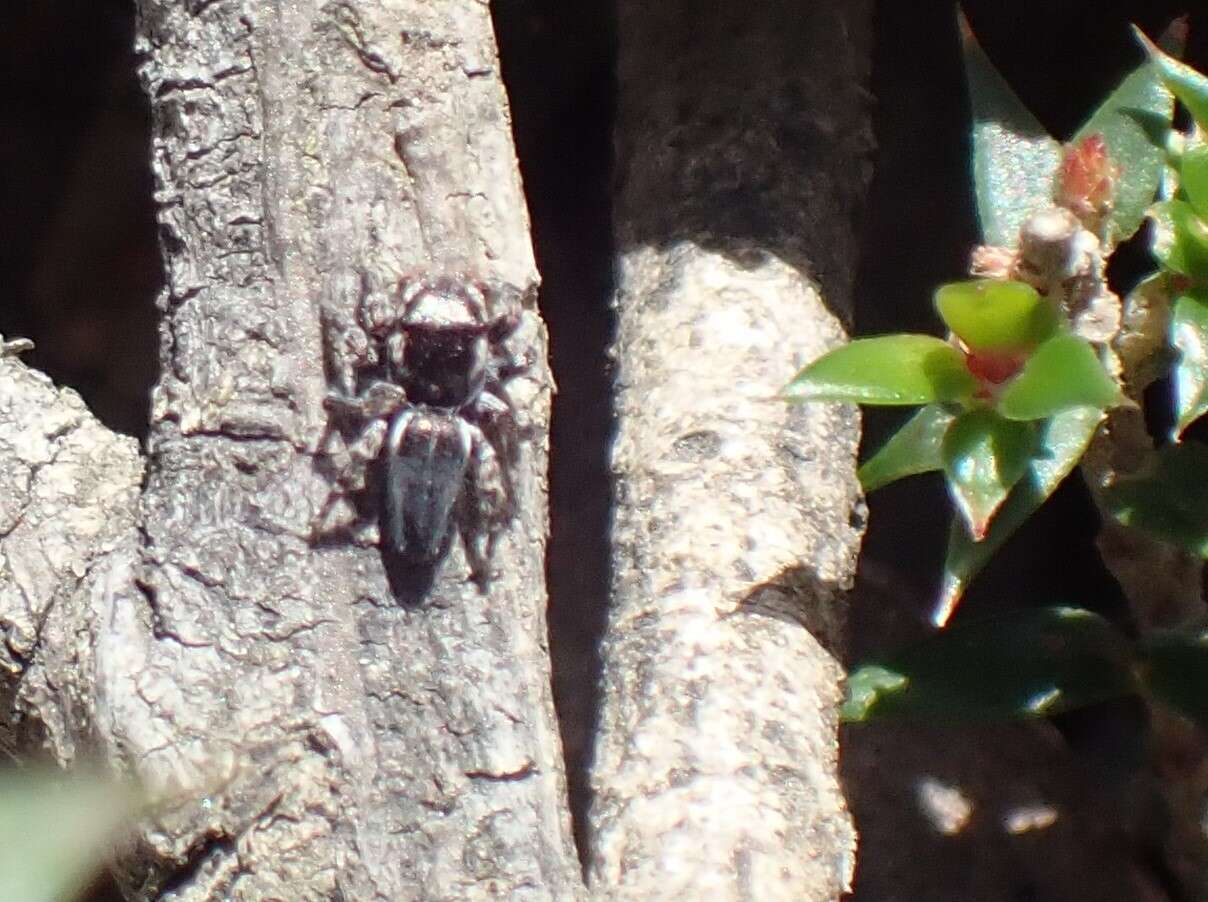 Image of Maratus proszynskii Waldock 2015