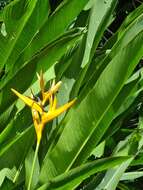 Image of Heliconia nickeriensis Maas & de Rooij