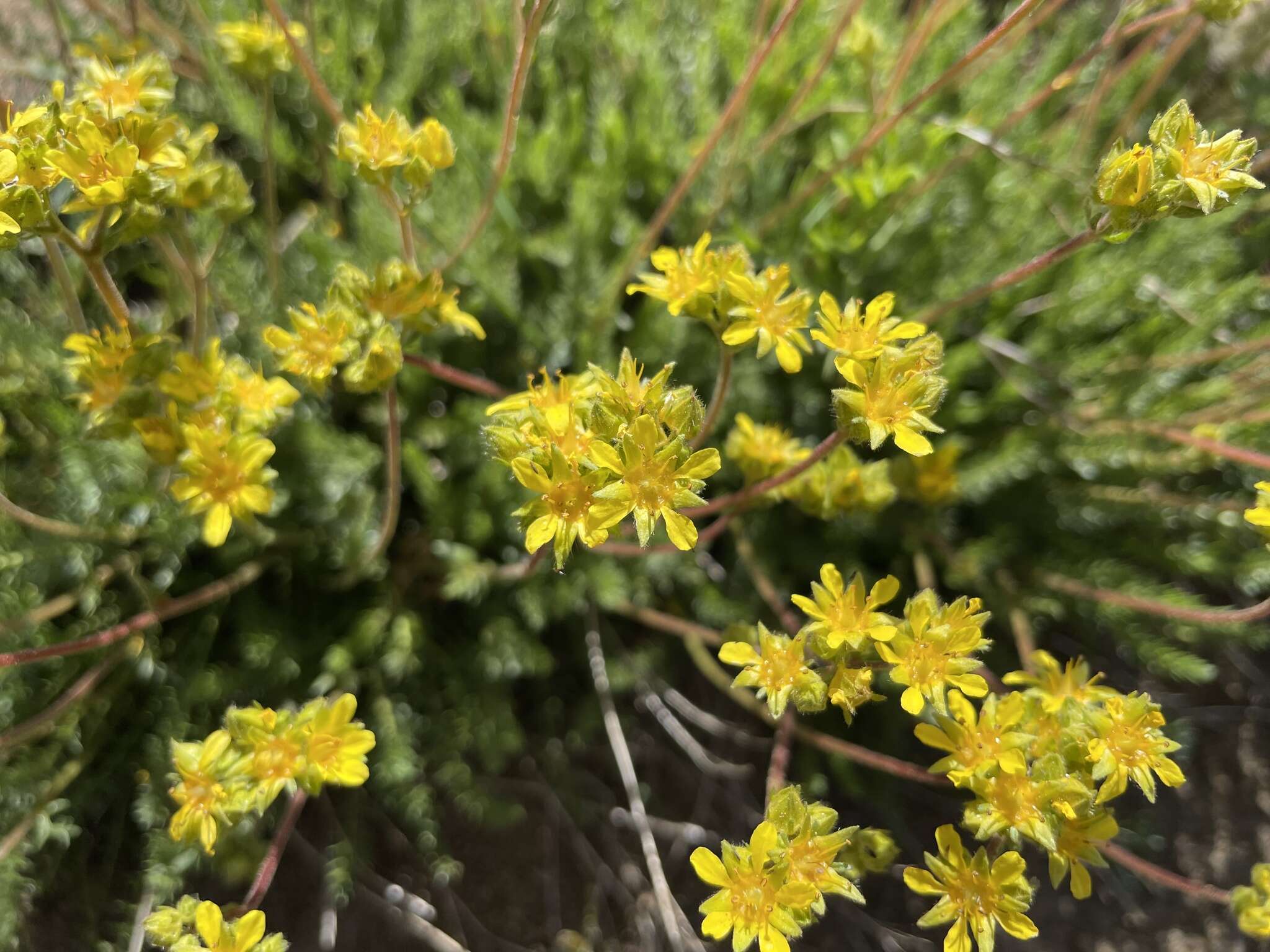 Image of Tweedy's ivesia