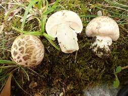 Image of Agaricus bresadolanus Bohus 1969