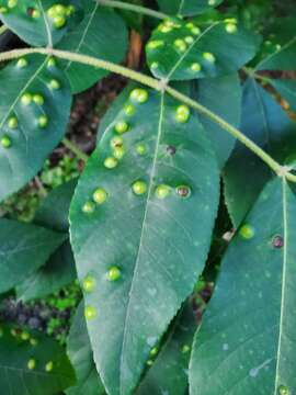 Image of Phylloxera russellae Stoetzel 1981