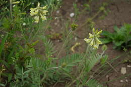 Oxytropis pilosa (L.) DC. resmi