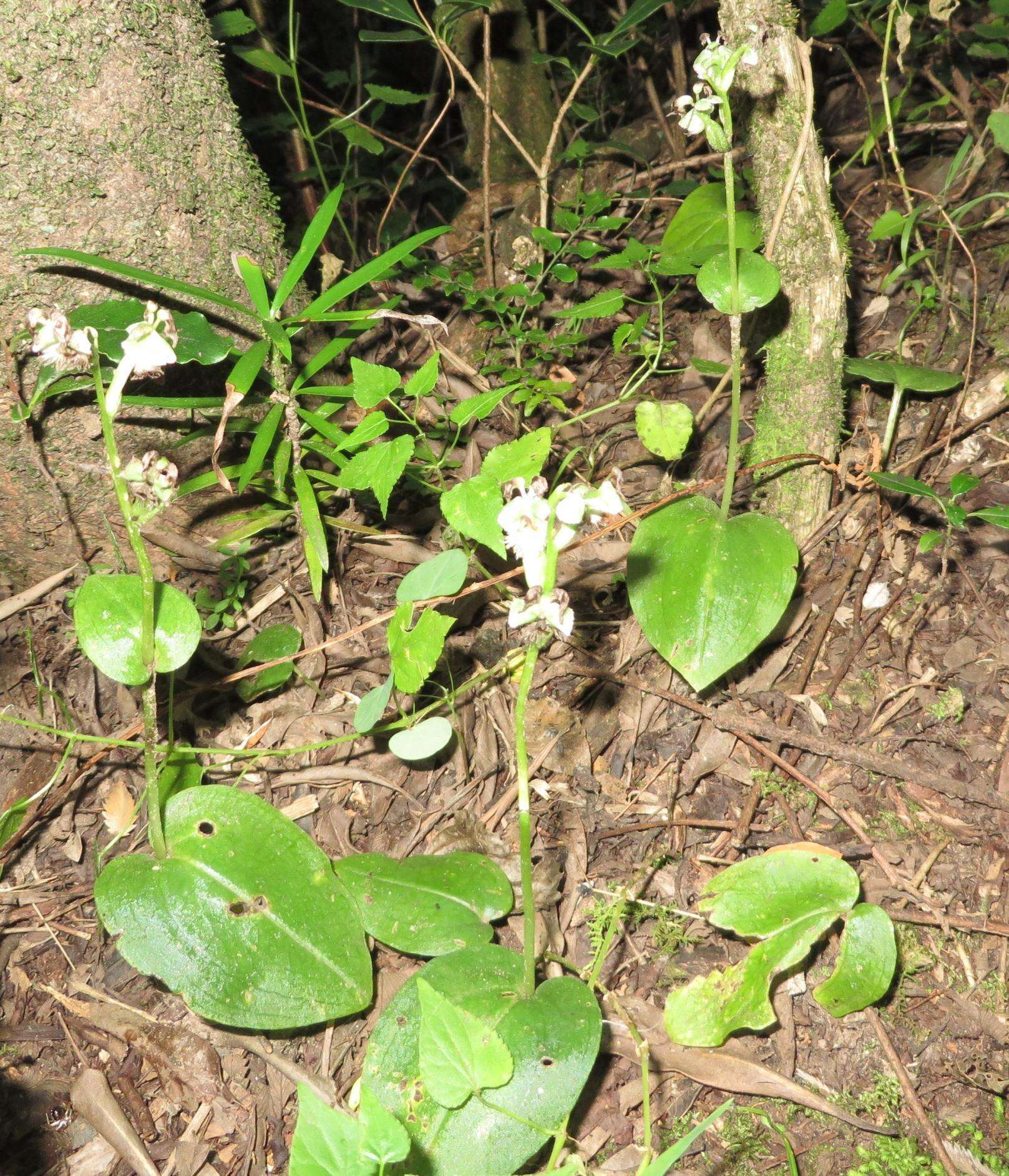 Image of Huttonaea pulchra Harv.