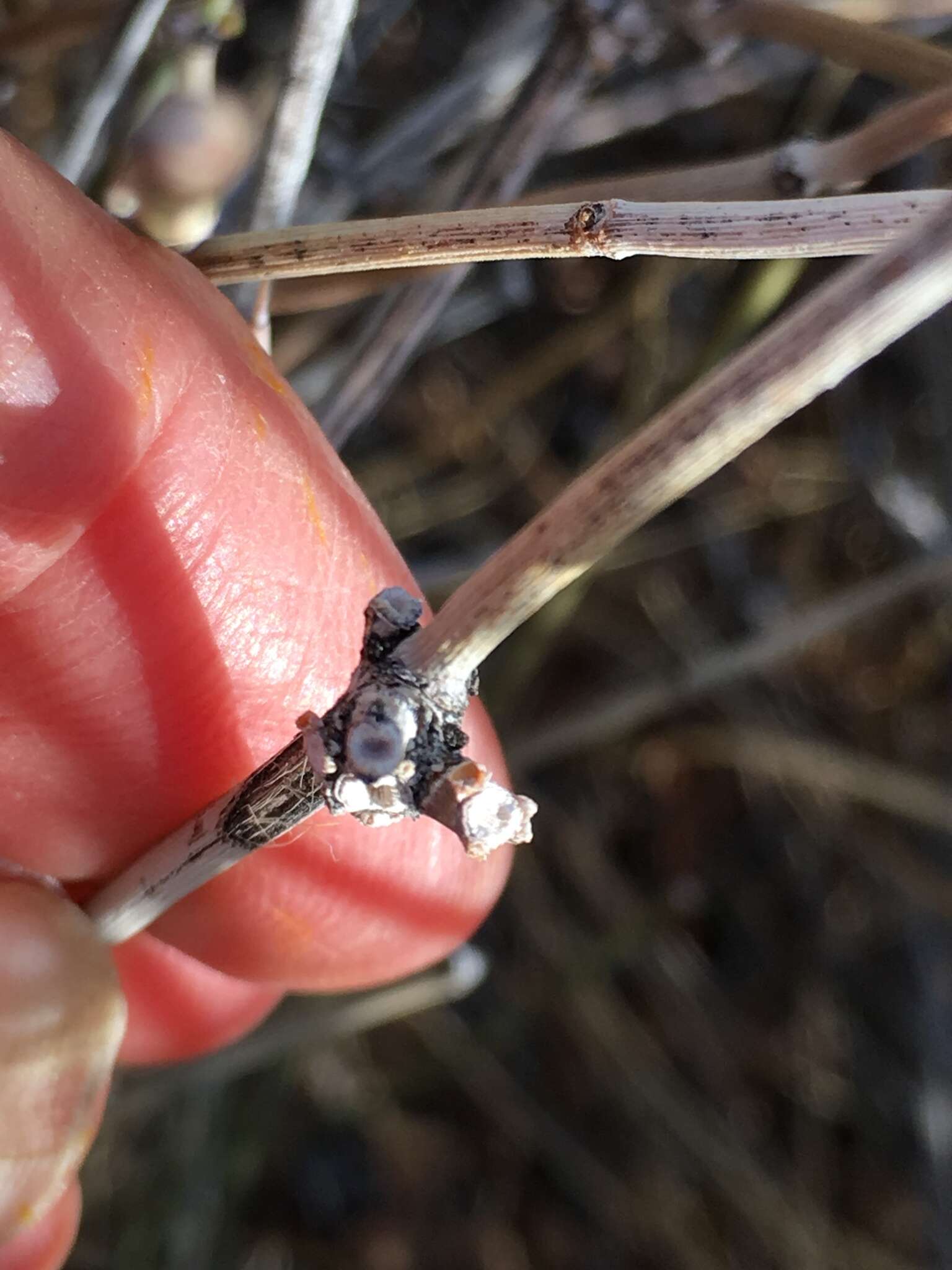 Image of California Ephedra