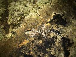 Image of Sabah Bow-fingered Gecko