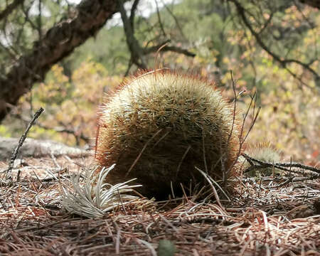 Image of Mammillaria densispina (J. M. Coult.) Orcutt