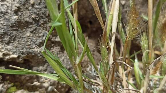 Image of Mediterranean rabbitsfoot grass