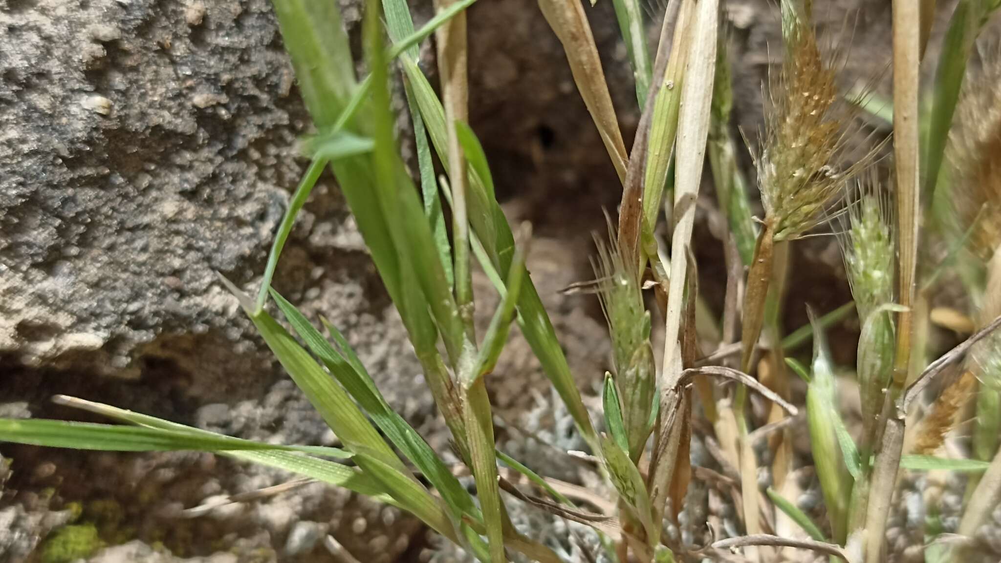 Image of Mediterranean rabbitsfoot grass