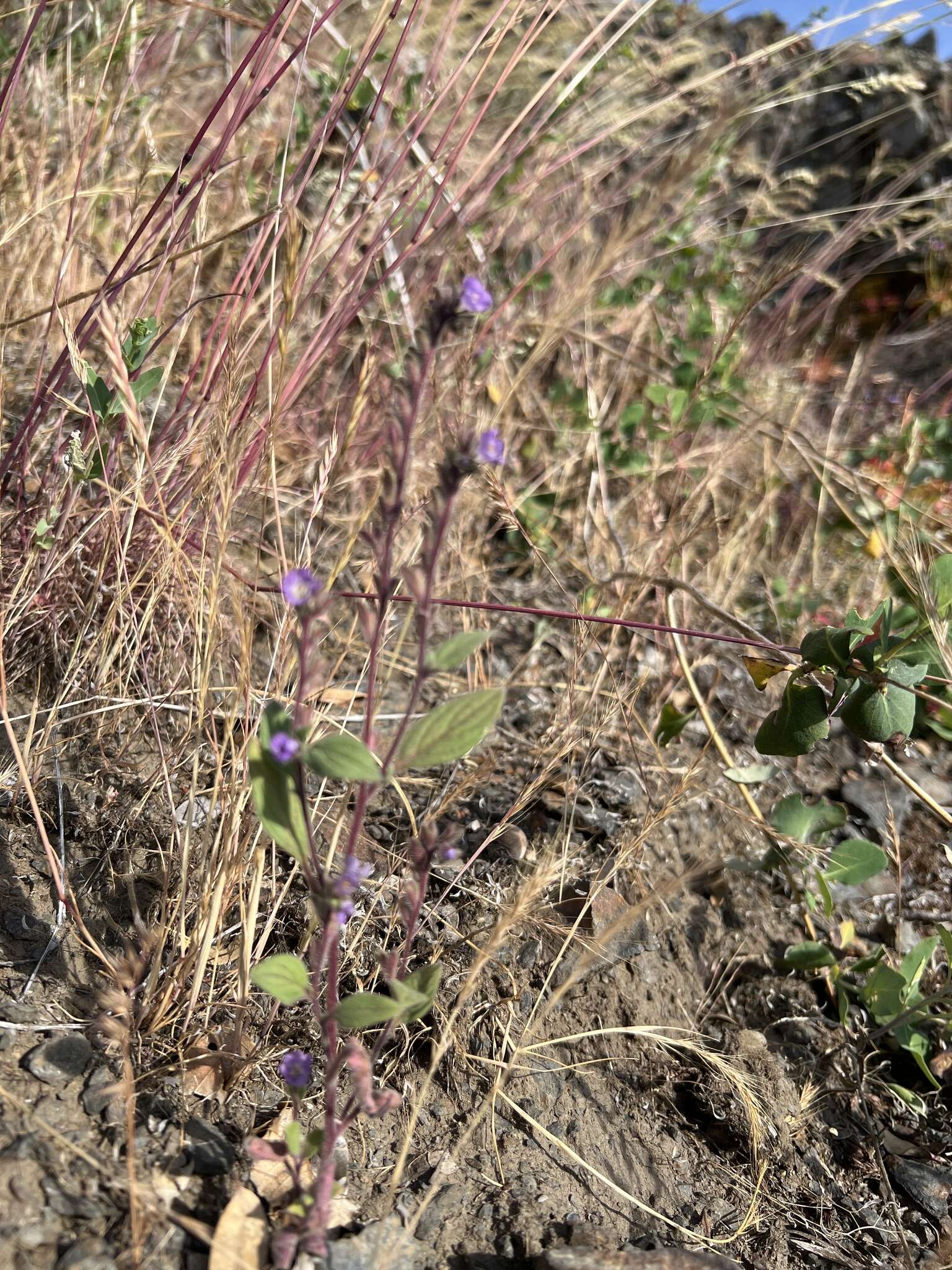 Image of Mariposa phacelia