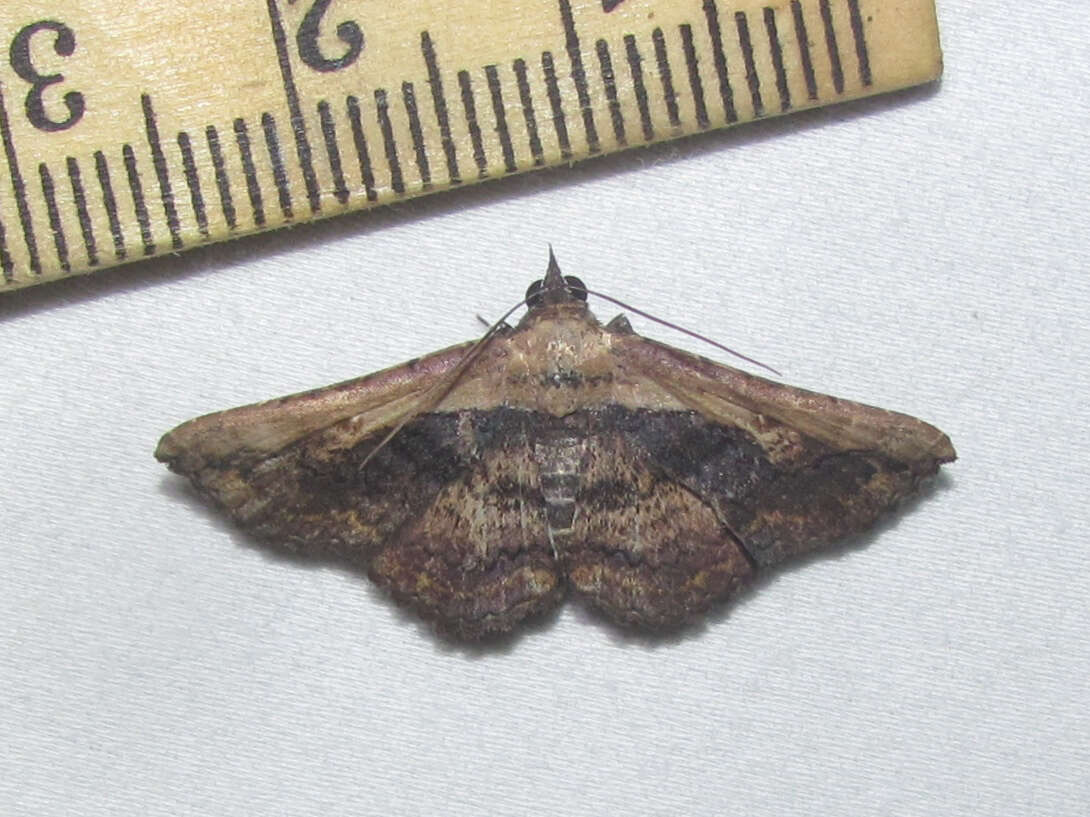 Image of Pale-edged Selenisa