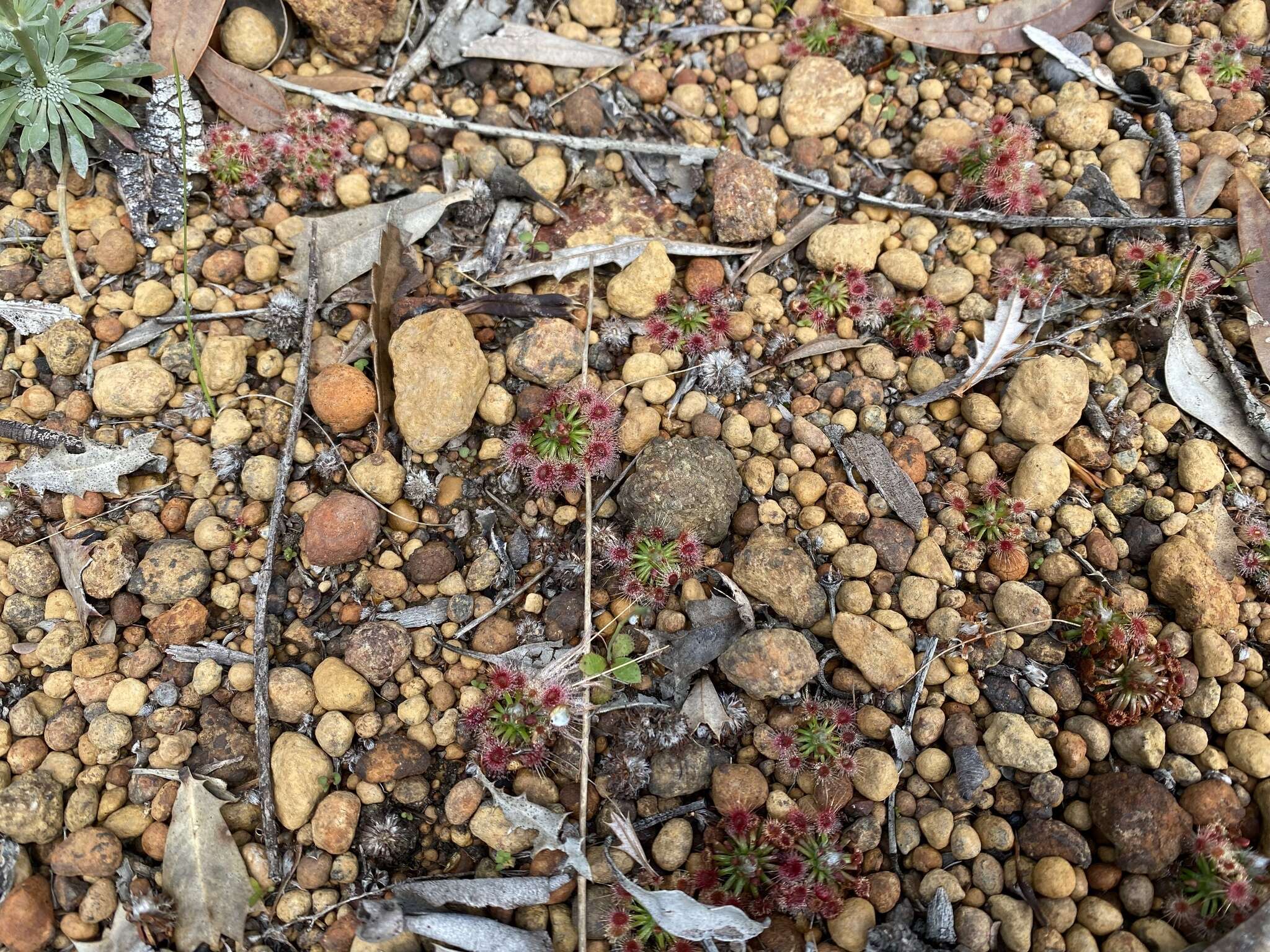 Image of Drosera callistos N. Marchant & Lowrie