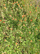 Image of woolly globemallow