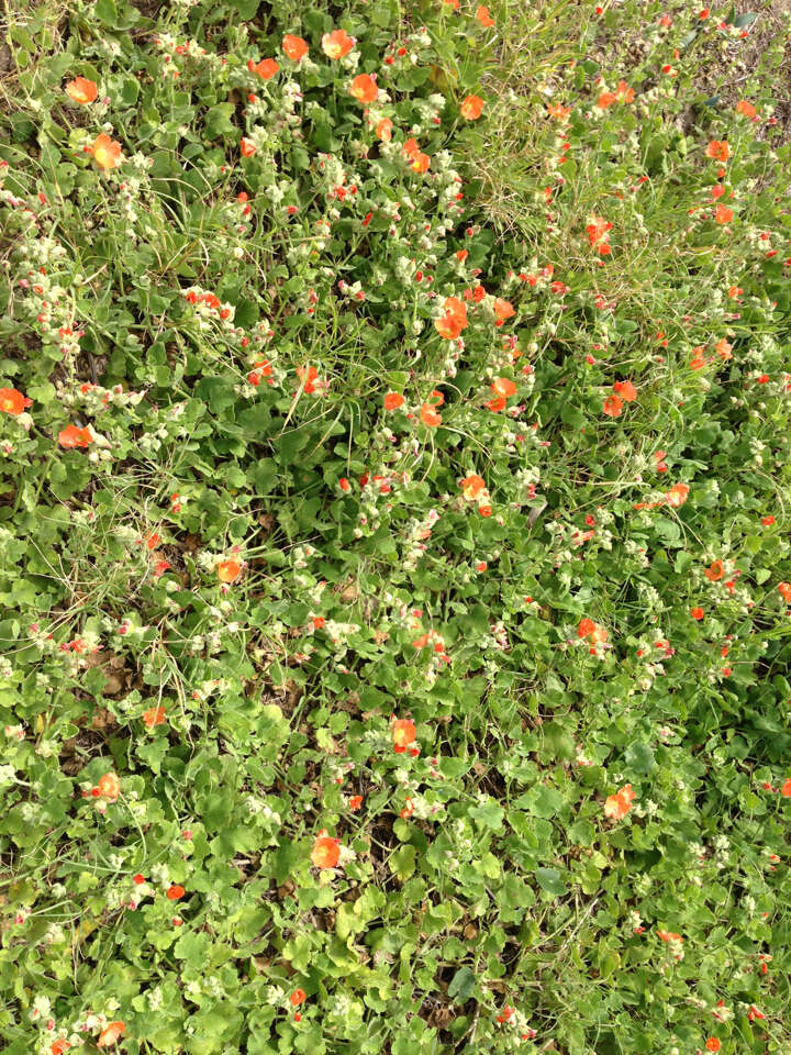 Image of woolly globemallow