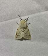 Image of Spilosoma dubia Walker 1855