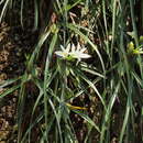 Image of Maxillaria pulchra (Schltr.) L. O. Williams ex Correll