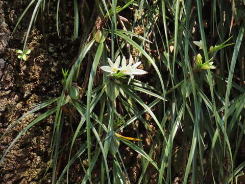 Image of Maxillaria pulchra (Schltr.) L. O. Williams ex Correll