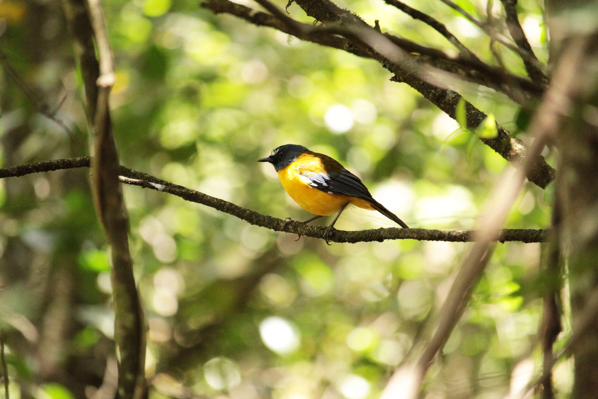 Imagem de Pogonocichla Cabanis 1847