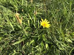 Image of Tragopogon orientalis L.