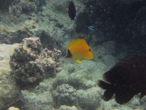 Image of Longnose butterflyfishes